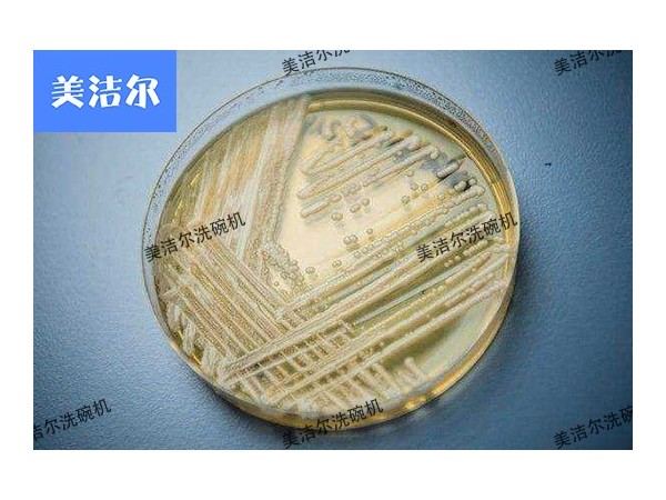 超級(jí)真菌大爆發(fā)，還不快用高溫消毒長龍洗碗機(jī)！